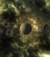 Cresta.png