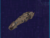 Corsairbc.PNG