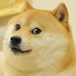 Doge (1).jpg
