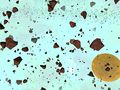 Thumbnail for version as of 14:01, 22 May 2011