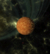 Ramsen.png
