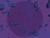 Planet Dreines.jpg