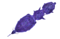 Thumbnail for version as of 15:48, 17 February 2018