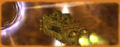 Thumbnail for version as of 13:22, 4 June 2010