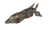 Jackal.PNG