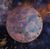 Planet Berck.jpg