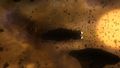 Thumbnail for version as of 07:52, 15 May 2012