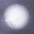 Thumbnail for version as of 12:31, 24 August 2009