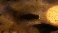 Thumbnail for version as of 07:46, 15 May 2012