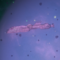 Thumbnail for version as of 15:37, 13 February 2012
