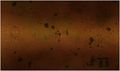 Thumbnail for version as of 05:58, 10 July 2009