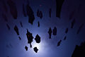 Thumbnail for version as of 03:43, 26 November 2009