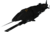 Coalitiontyphoon.png
