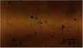 Thumbnail for version as of 06:00, 10 July 2009