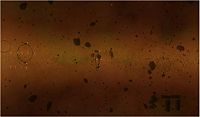 Hood Asteroid Field.jpg